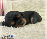 Puppy Diesel Cavalier King Charles Spaniel