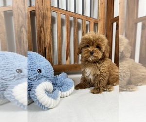 Cavapoo-Poodle (Toy) Mix Puppy for sale in LOS ANGELES, CA, USA