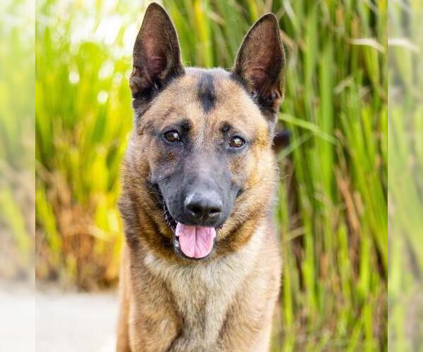 Medium Photo #2 Mutt Puppy For Sale in Camarillo, CA, USA