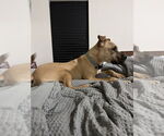 Small #10 Black Mouth Cur Mix