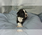 Small Photo #3 Faux Frenchbo Bulldog Puppy For Sale in KIMBERLIN HEIGHTS, TN, USA