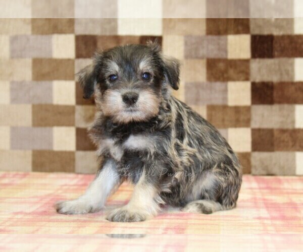 Medium Photo #1 Schnauzer (Miniature) Puppy For Sale in DENVER, PA, USA