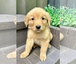 Small #1 Golden Retriever