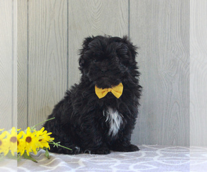 Shih-Poo Puppy for sale in GORDONVILLE, PA, USA