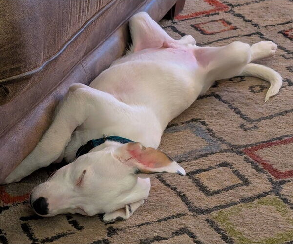 Medium Photo #5 Aussiedor Puppy For Sale in Mount Airy, NC, USA