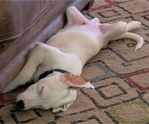 Oliver - Male Aussiedor Dog for Adoption - Photo #5