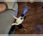 Small Photo #5 Chihuahua Puppy For Sale in MARIETTA, GA, USA