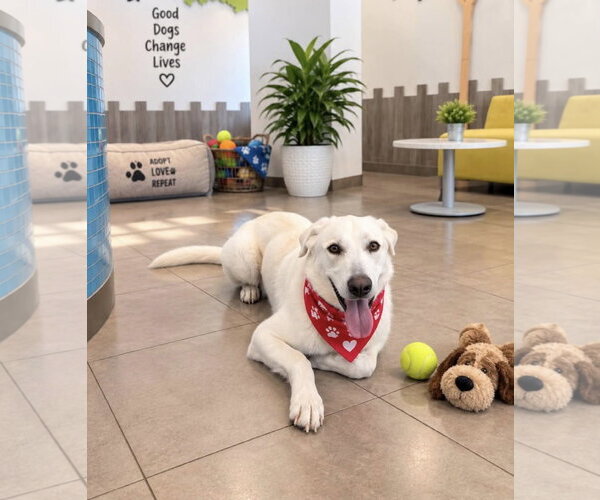 Medium Photo #4 Great Pyrenees-white german shepherd Mix Puppy For Sale in Euless, TX, USA