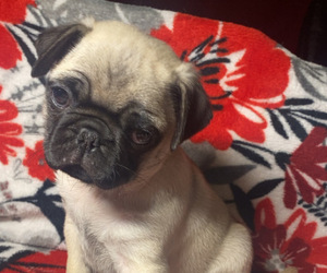 Pug Puppy for sale in BAINBRIDGE, NY, USA