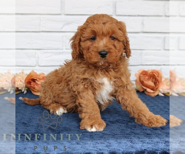 Medium Photo #2 Cavapoo (Miniature) Puppy For Sale in NARVON, PA, USA
