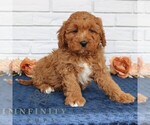 Small #1 Cavapoo (Miniature)