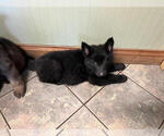 Puppy Black standard German Shepherd Dog