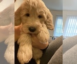 Small Photo #2 Goldendoodle Puppy For Sale in CARMICHAEL, CA, USA