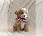 Small #5 Goldendoodle (Miniature)