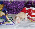 Small Photo #4 Chihuahua Puppy For Sale in CHARLESTON, AR, USA
