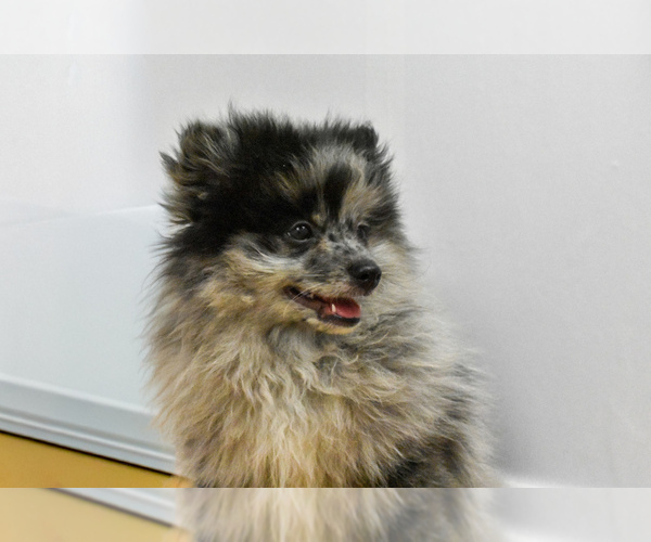 Medium Photo #5 Pomeranian Puppy For Sale in PHILADELPHIA, PA, USA