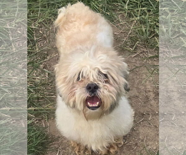 Medium Photo #1 Shih Tzu Puppy For Sale in Pottstown, PA, USA