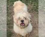 Small Shih Tzu