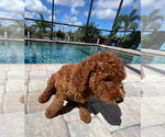 Puppy Whiskey 7lbs Goldendoodle (Miniature)