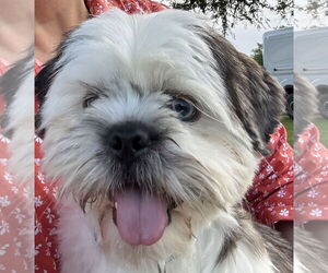 Shih Tzu-Unknown Mix Dogs for adoption in Cranston, RI, USA