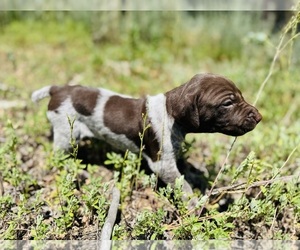 German Shorthaired Pointer Puppy for sale in WOODLAND PARK, CO, USA