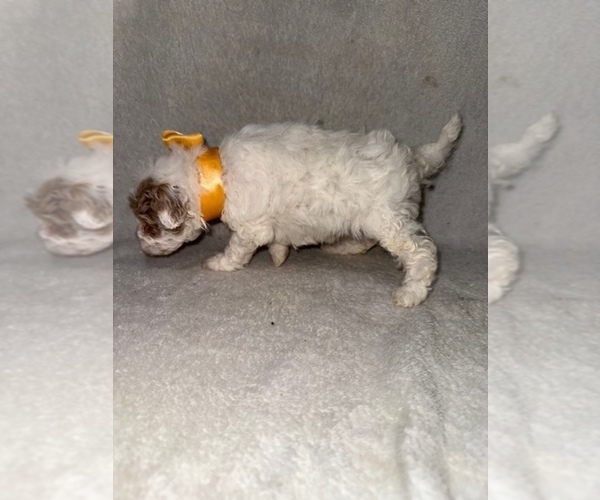 Medium Photo #43 Cavapoo (Miniature) Puppy For Sale in MUNFORDVILLE, KY, USA