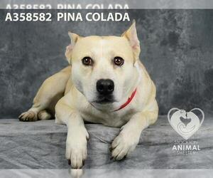 Mutt Dogs for adoption in Stockton, CA, USA