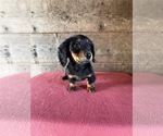 Small #9 Dachshund