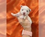 Image preview for Ad Listing. Nickname: Charlie