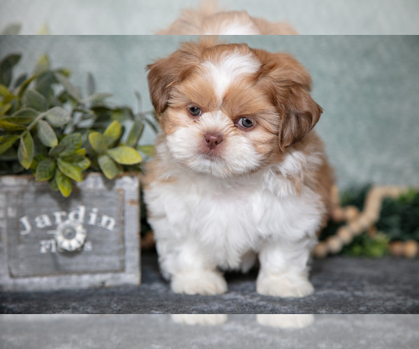 Medium Photo #3 Shih Tzu Puppy For Sale in CLARE, MI, USA