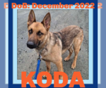 Small #8 German Shepherd Dog