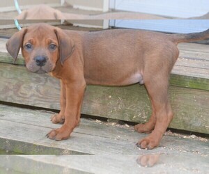 American Mastiff-Rottweiler Mix Dogs for adoption in AMELIA, VA, USA