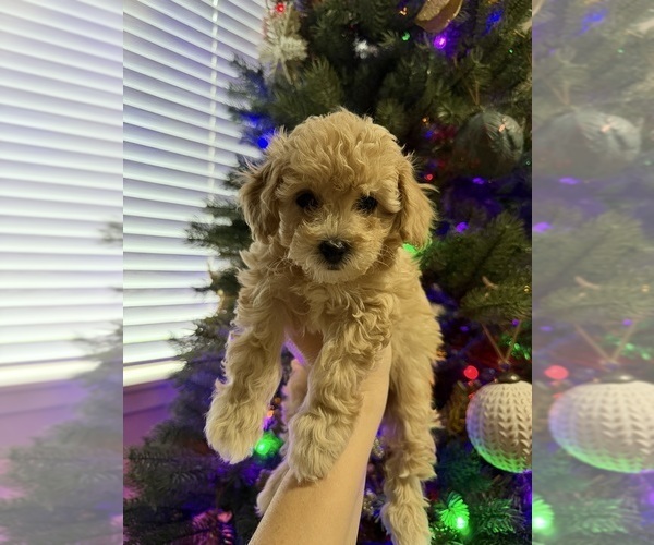 Medium Photo #2 Bichon Frise Puppy For Sale in VANCOUVER, WA, USA