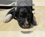 Small #2 Bernedoodle