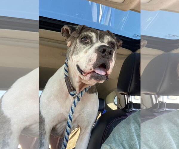 Medium Photo #18 American Pit Bull Terrier-Unknown Mix Puppy For Sale in Spotsylvania, VA, USA