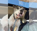 Small #17 American Pit Bull Terrier Mix