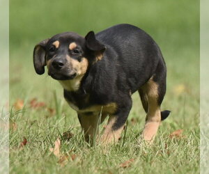 Twinkle - Female Australian Shepherd-Unknown Mix Dog for Adoption - Photo #8