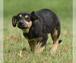 Small Photo #8 Australian Shepherd-Unknown Mix Puppy For Sale in Mechanicsburg, PA, USA