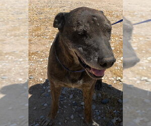 Labrador Retriever-Unknown Mix Dogs for adoption in HESPERIA, CA, USA
