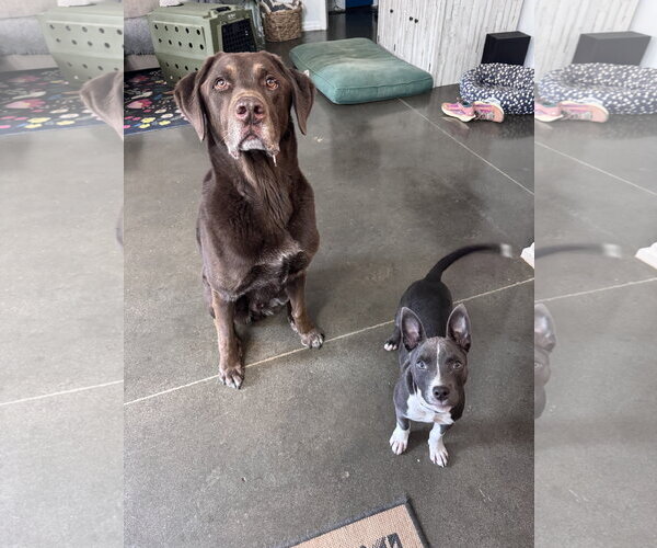 Medium Photo #5 Mutt Puppy For Sale in Greenville, SC, USA