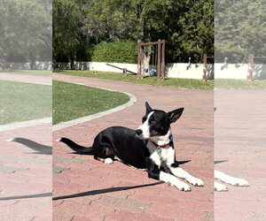 Molly - Female Mutt Dog for Adoption - Photo #4