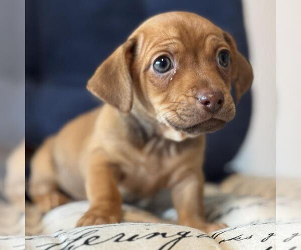 Medium Photo #7 Chiweenie Puppy For Sale in San Diego, CA, USA