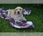 Small #2 Labrador Retriever