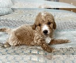 Small Photo #9 Goldendoodle (Miniature) Puppy For Sale in PENSACOLA, FL, USA