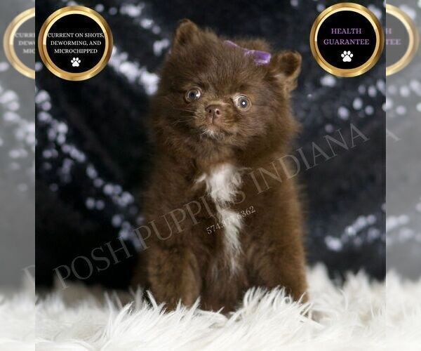 Medium Photo #1 Pomeranian Puppy For Sale in WARSAW, IN, USA