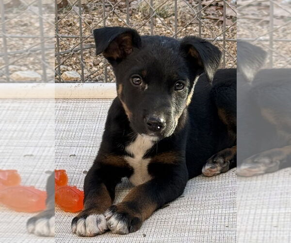 Medium Photo #1 Australian Shepherd-Unknown Mix Puppy For Sale in Bolivar, MO, USA
