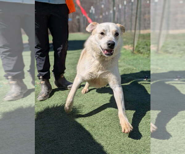 Medium Photo #3 Golden Labrador Puppy For Sale in garner, NC, USA