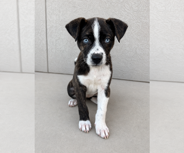 Medium Photo #3 Mutt Puppy For Sale in Sandy, UT, USA