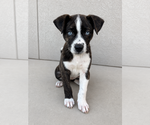 Small #2 Mutt