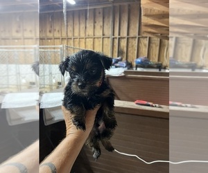 Morkie Puppy for sale in WHITE OAK, GA, USA
